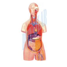 Human Torso, Unisex-12 Parts